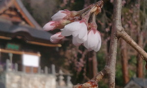 2013-04-04 07.17.01.jpg